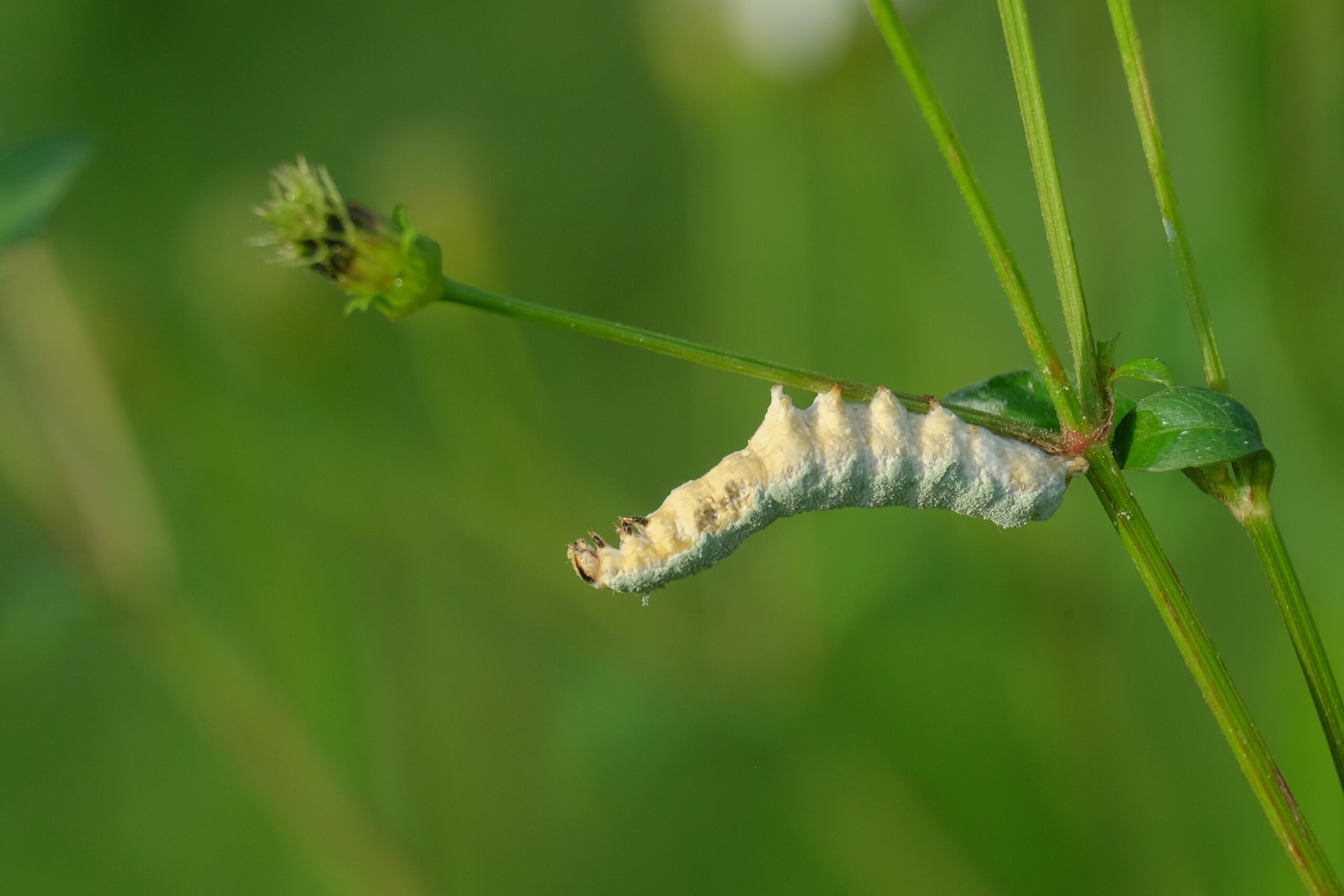 Infection,Beauveria,Bassiana,Insects,Hanging,On,Grass,Branches.,White,Caterpillars