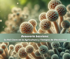 Macro fotografía de Beauveria bassiana mostrando sus esporas en detalle, un hongo utilizado para el control biológico de plagas en la agricultura