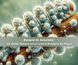 Beauveria bassiana: hongo entomopatógeno utilizado en el control biológico de plagas agrícolas, atacando insectos como pulgones y escarabajos