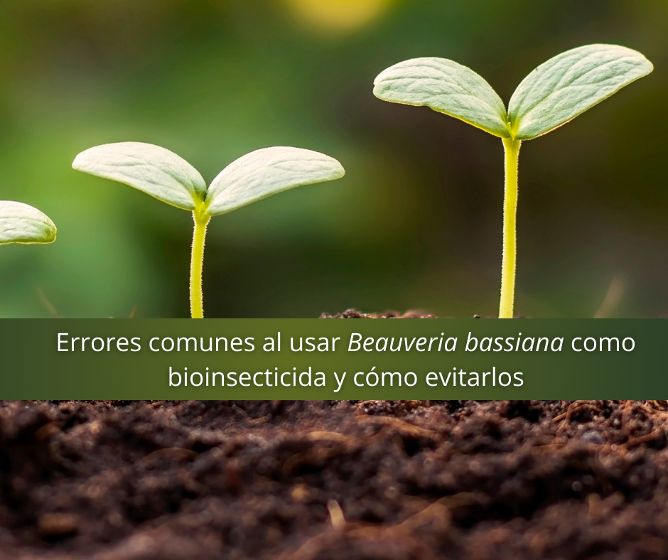 evitar errores comunes al usar Beauveria bassiana como bioinsecticida
